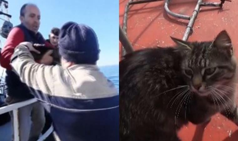 Zonguldak’ta kaybolan kedi Tekirdağ’a giderken bulundu: Tekneye binmiş